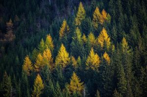jesien , fot adam brzoza, drzewa, las, jesienne kolory